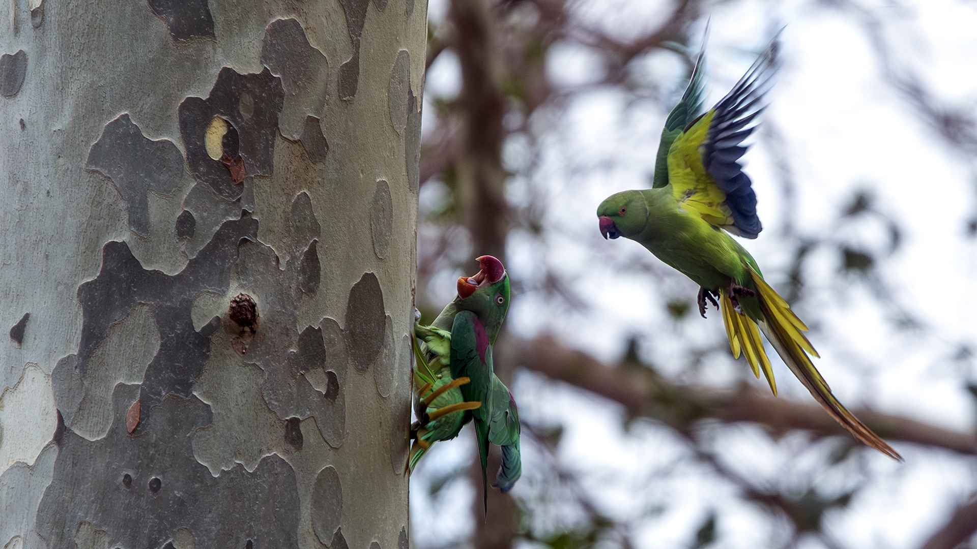 Alexandrine Parakeet